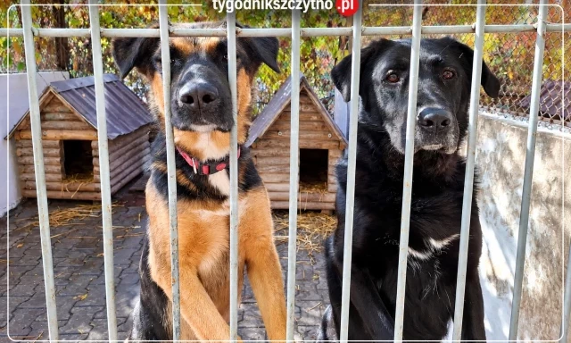 174 zwierzęta, 880 tys. zł wydatków i osiem osób w załodze. Radni prześwietlą „Cztery Łapy”