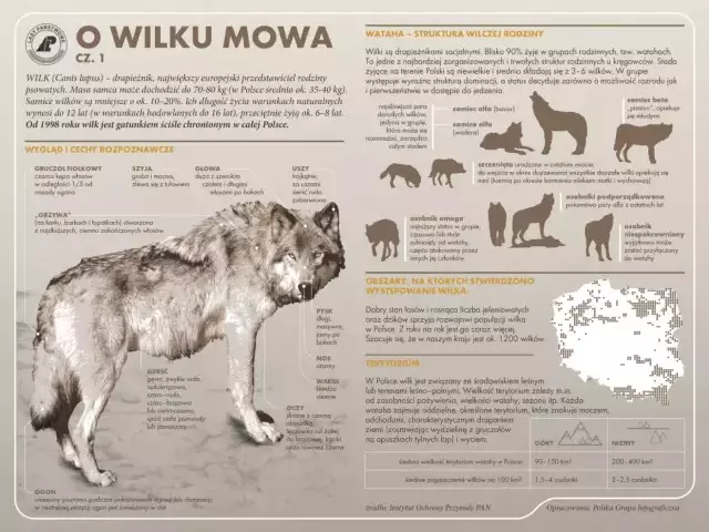 Atak w środku dnia pod domem w Siódmaku. Czytelnik mówi o trzech wilkach