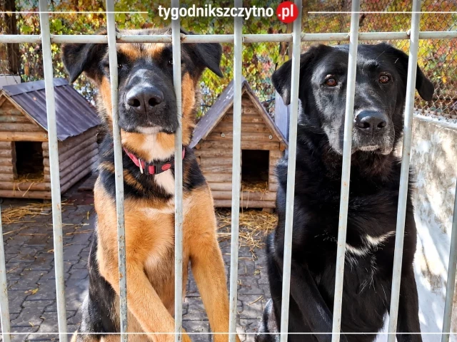 174 zwierzęta, 880 tys. zł wydatków i osiem osób w załodze. Radni prześwietlą „Cztery Łapy”