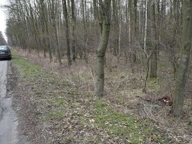 Znalazł martwego dzika