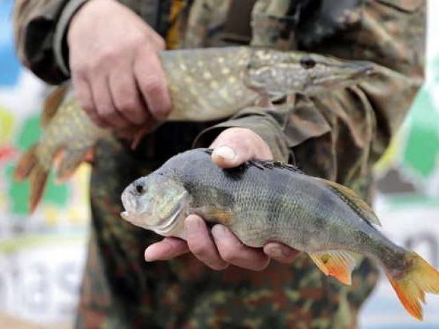 Ciesielski z największymi rybami (zdjęcia)