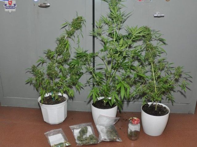 Marihuana i amfetamina w domu mieszkańca gminy Rozogi