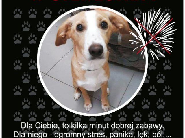 Mniej fajerwerków, to mnie bólu i strachu