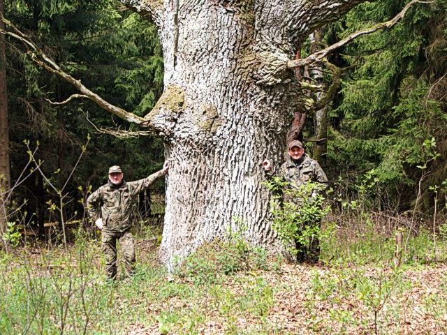 Dąb gigant z Kołodziejowego Grądu