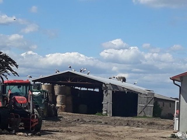 Inwazja bocianów w Dźwiersztynach