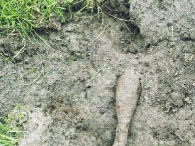Granat moździerzowy wykopany pod Jesionowcem