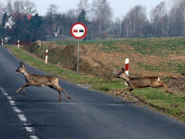 Uwaga! – sarna, koziołek, dzik... kolejne leśne ofiary na drodze