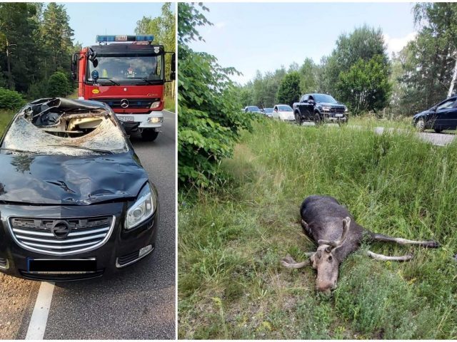 Padły łoś i opel