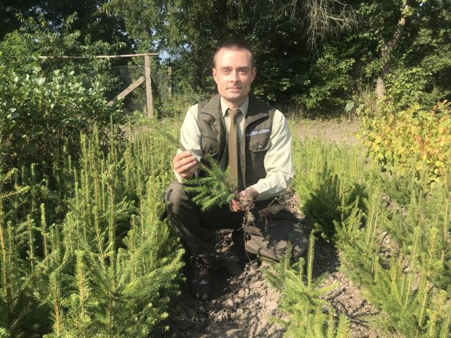 Nadleśnictwa rozdadzą darmowe sadzonki