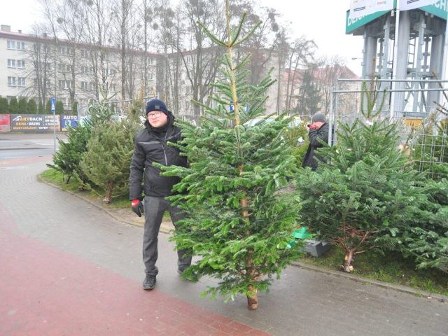 Choinki mazurskie i... duńskie