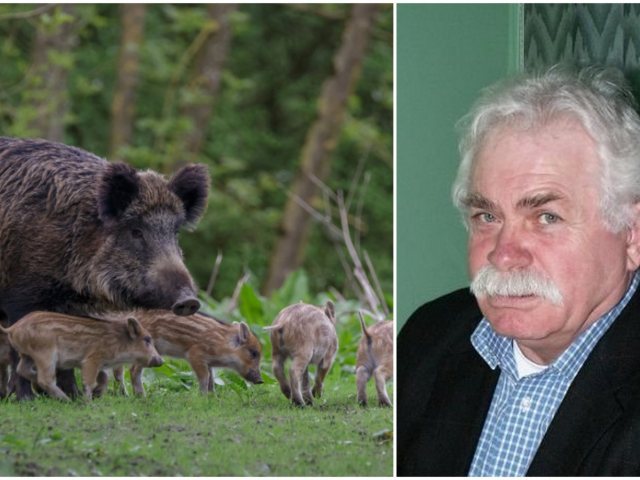 Afrykański pomór w powiecie szczycieńskim