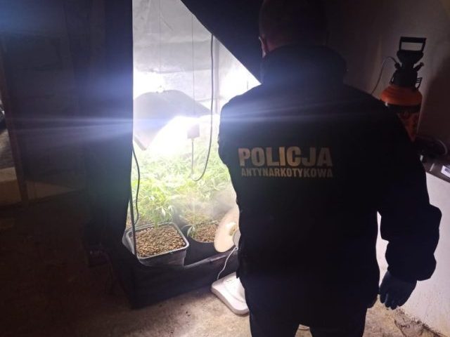 Zamurowana ściana w piwnicy, a za nią nielegalna plantacja (zdjęcia, wideo)