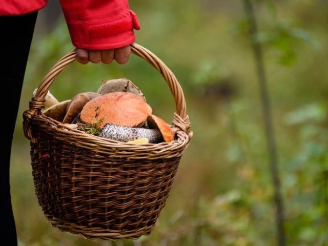 Jak grzybiarza ratowali, czyli jak iść do lasu „z głową”