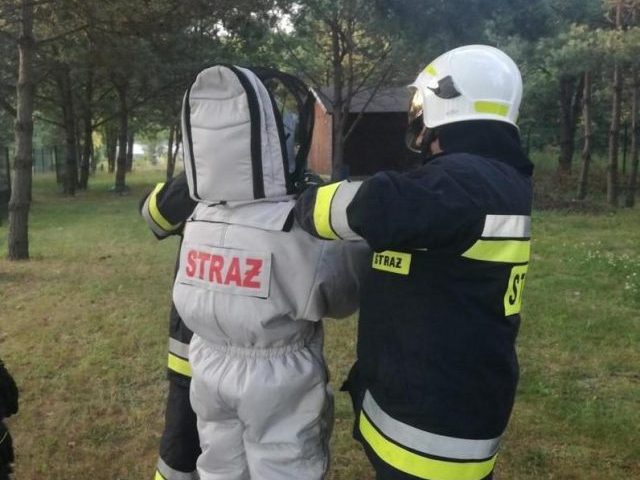 Dla kogo darmowy ratunek przed szerszeniami?
