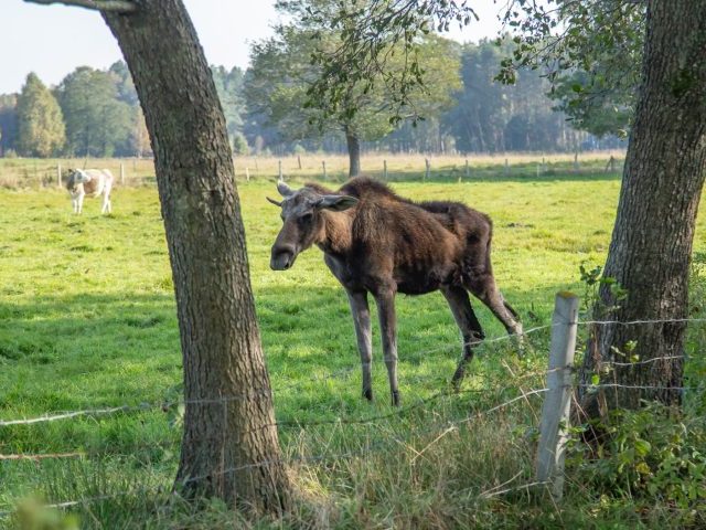 „Zakochany” łoś nie żyje. Czy został otruty?