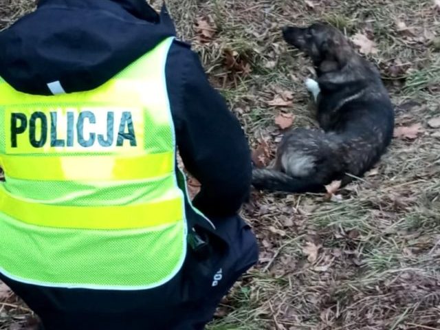 Policjanci „drogówki” zatroszczyli się o czworonoga