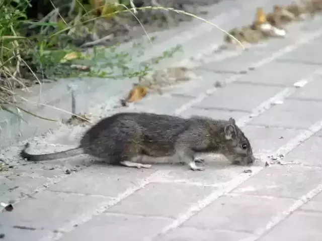 Szczury biegają nawet po drzewach (wideo)