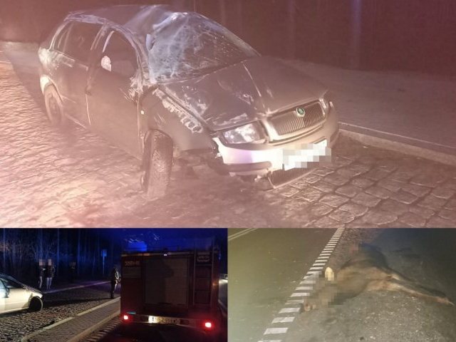 Auta zderzyły się z łosiem, dwie osoby w szpitalu