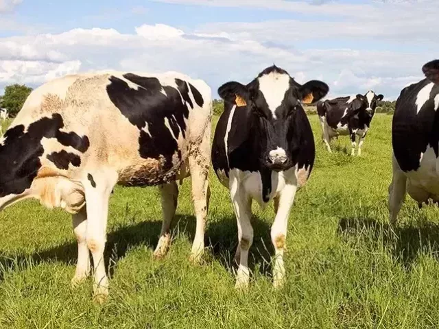 Kradzieże krów wracają do naszego powiatu?