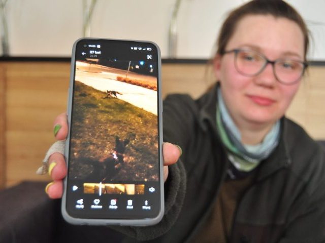 Lis atakuje ludzi w centrum miasta!