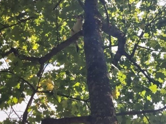 Kot ugrzązł  na drzewie, na ratunek ruszyli strażacy