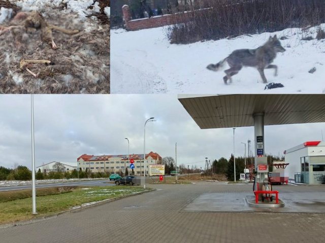 Wilki podchodzą pod szkołę, mieszkańcy przerażeni (zdjęcia)