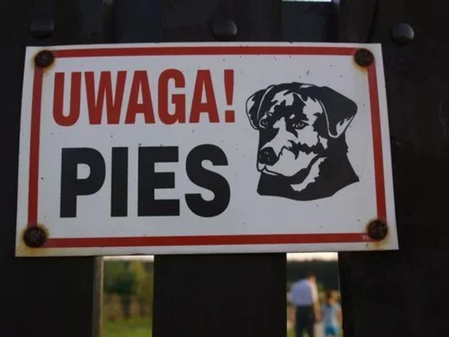 Pies pogryzł 20-letnią kobietę. Właścicielka czworonoga ukarana mandatem przez policjantów