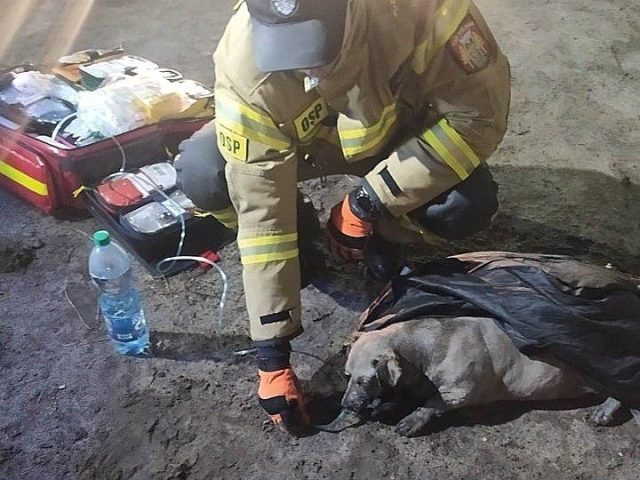 Strażak z gminy Wielbark ratuje psa z pożaru - poruszające zdjęcie trafia do serc i budzi emocje (zdjęcia)