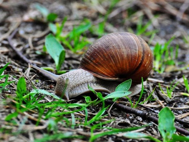Ostatni rok na zbiór winniczków. Przez kolejne lata będzie wstrzymany