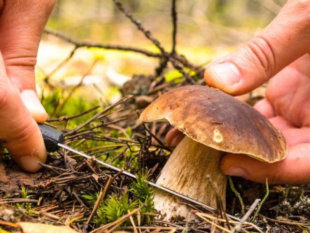 Mistrzowie grzybów i leśnych smaków! Rusza kurs klasyfikacji grzybów świeżych (sprawdź szczegóły)