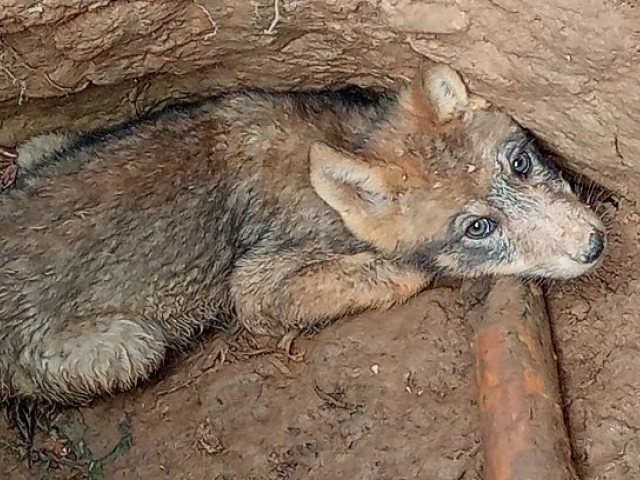 Wilczątko uratowane przez dzieci wypoczywające w okolicy Kulki (zdjęcia)