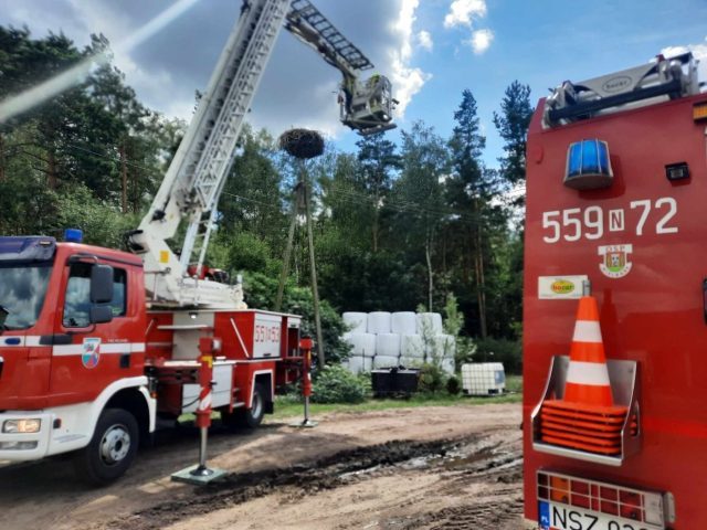 Strażacy uratowali skrzydlatego pacjenta. Akcja ratunkowa w gnieździe na słupie energetycznym (zdjęcia)