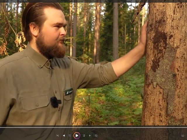Podleśniczy Piotr opowiada o zwyczajach kornika drukarza (materiał wideo)