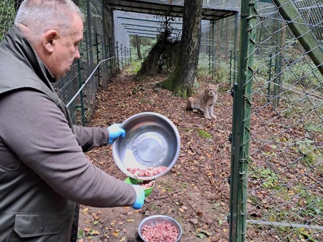 Odzyskuje siły i apetyt. Ryś spod Wielbarka na drodze do zdrowia dzięki opiece leśników