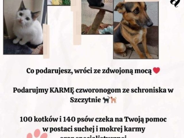 Karma wraca – ruszyła zbiórka karmy dla zwierząt ze Schroniska Cztery Łapy w Szczytnie