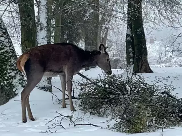 Urokliwy gość w centrum Szczytna (sygnał Czytelnika, zdjęcia, wideo)