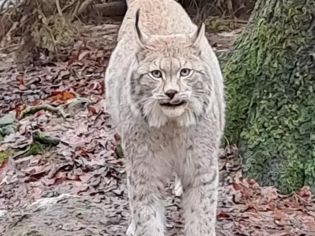 Miłosna odnowa w świecie dzikiej natury. Ryś z Zabiel wraca do lasu!