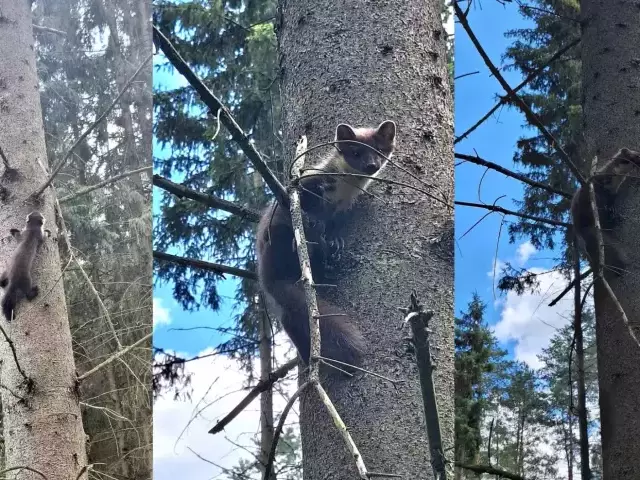 Leśnicy chwalą się swoimi skarbami (zdjęcia)