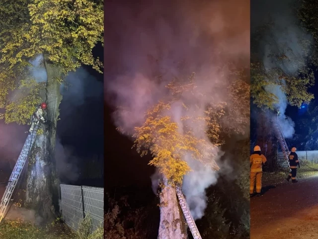 Nietypowy pożar w Rozogach – drzewo w płomieniach przy Wyszyńskiego