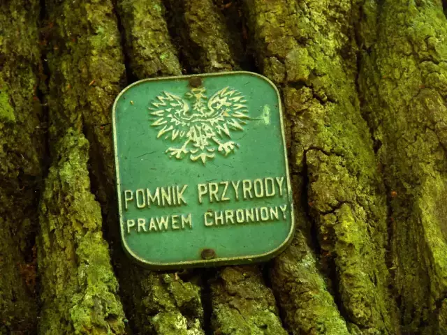 137-letnie pomniki przyrody. Dęby Prus i Polan wpisane do rejestru