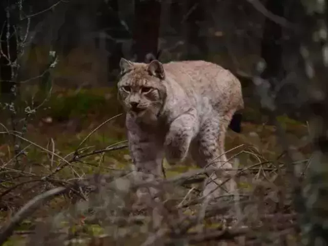 Ryś wraca do lasów. W Spychowie rusza ośrodek rehabilitacji rysi (wideo)