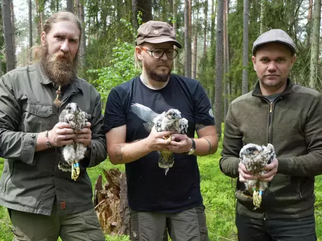 „Sokoli cud w Spychowie” – pierwsze pisklęta wędrownego drapieżcy od 70 lat (wideo)