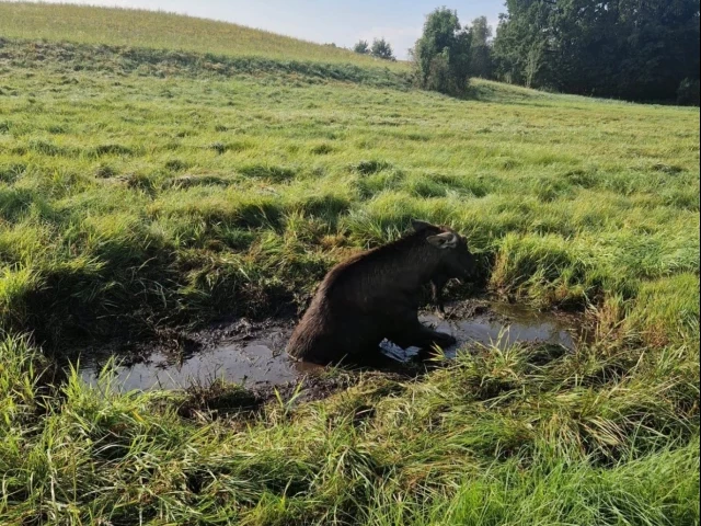 Dramat łosia w bagnie. Strażacy, leśnicy i myśliwy ruszyli na ratunek