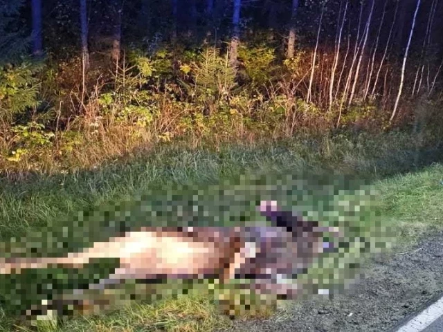 Zderzenie z łosiem na DK-53. Samochód wylądował na dachu, cztery osoby w szpitalu