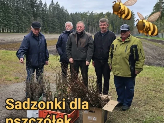 300 lip dla pszczół. Leśnicy wsparli 80 pszczelarzy z powiatu