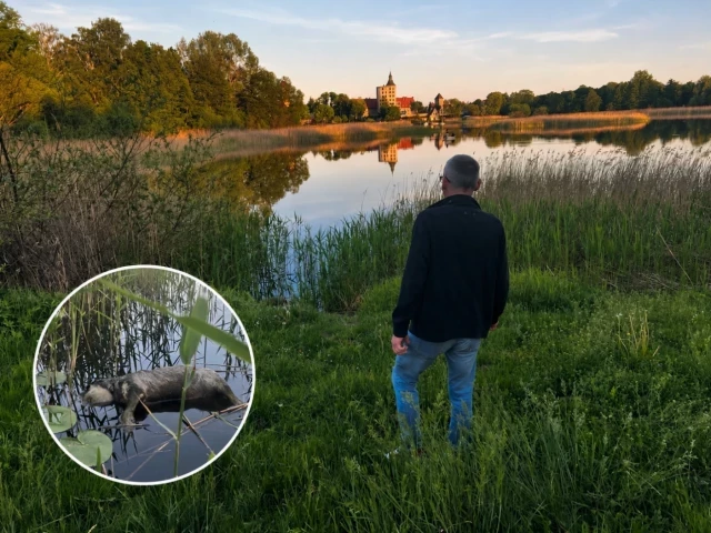 5 tysięcy złotych za wskazanie sprawcy. Po śmierci psa ze Szczytna ruszyła ogólnopolska akcja