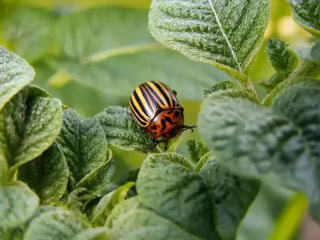 Ochrona plantacji ziemniaka przed zarazą i stonką – sprawdzone schematy
