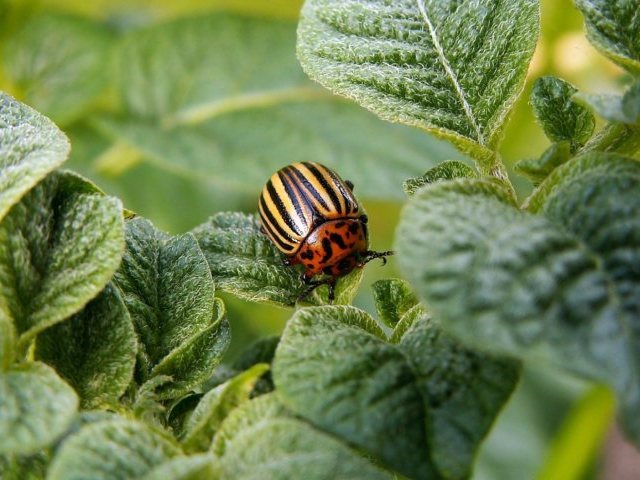 Ochrona plantacji ziemniaka przed zarazą i stonką – sprawdzone schematy
